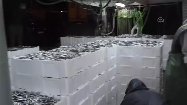 Batı Karadeniz'de balıkçılar hamsi bolluğuyla sevindi Batı Karadeniz'de balıkçılar hamsi bolluğuyla sevindi