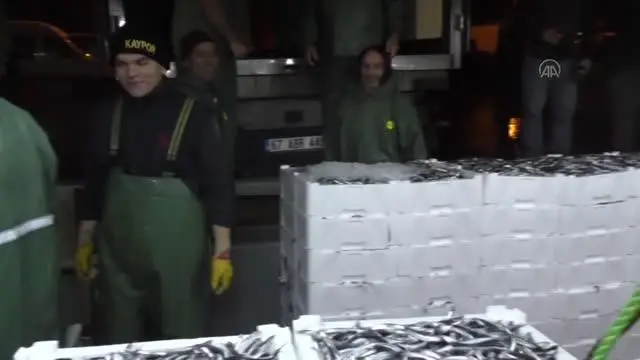 Batı Karadeniz'de balıkçılar hamsi bolluğuyla sevindi Batı Karadeniz'de balıkçılar hamsi bolluğuyla sevindi