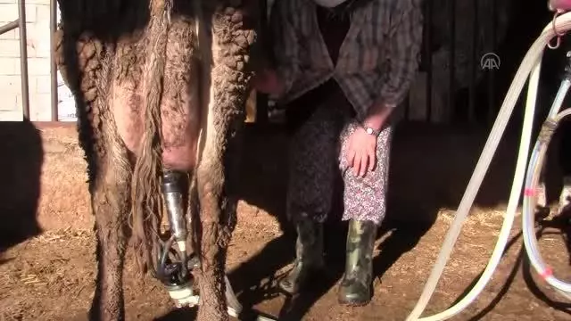Hayvan şalgamı üretimi artıyor