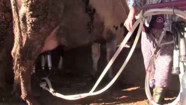 Hayvan şalgamı üretimi artıyor