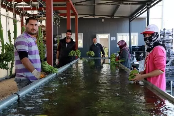 Muz üretiminde artış; ithal ürüne gereksinim bitecek