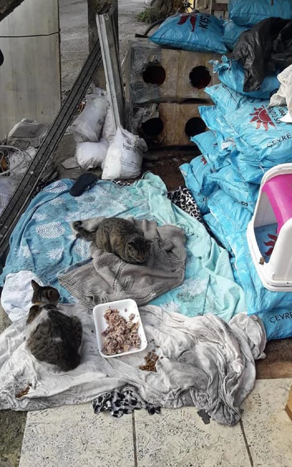 Bakımları için kredi çektiği kedileri ısıtmak isterken evi yandı