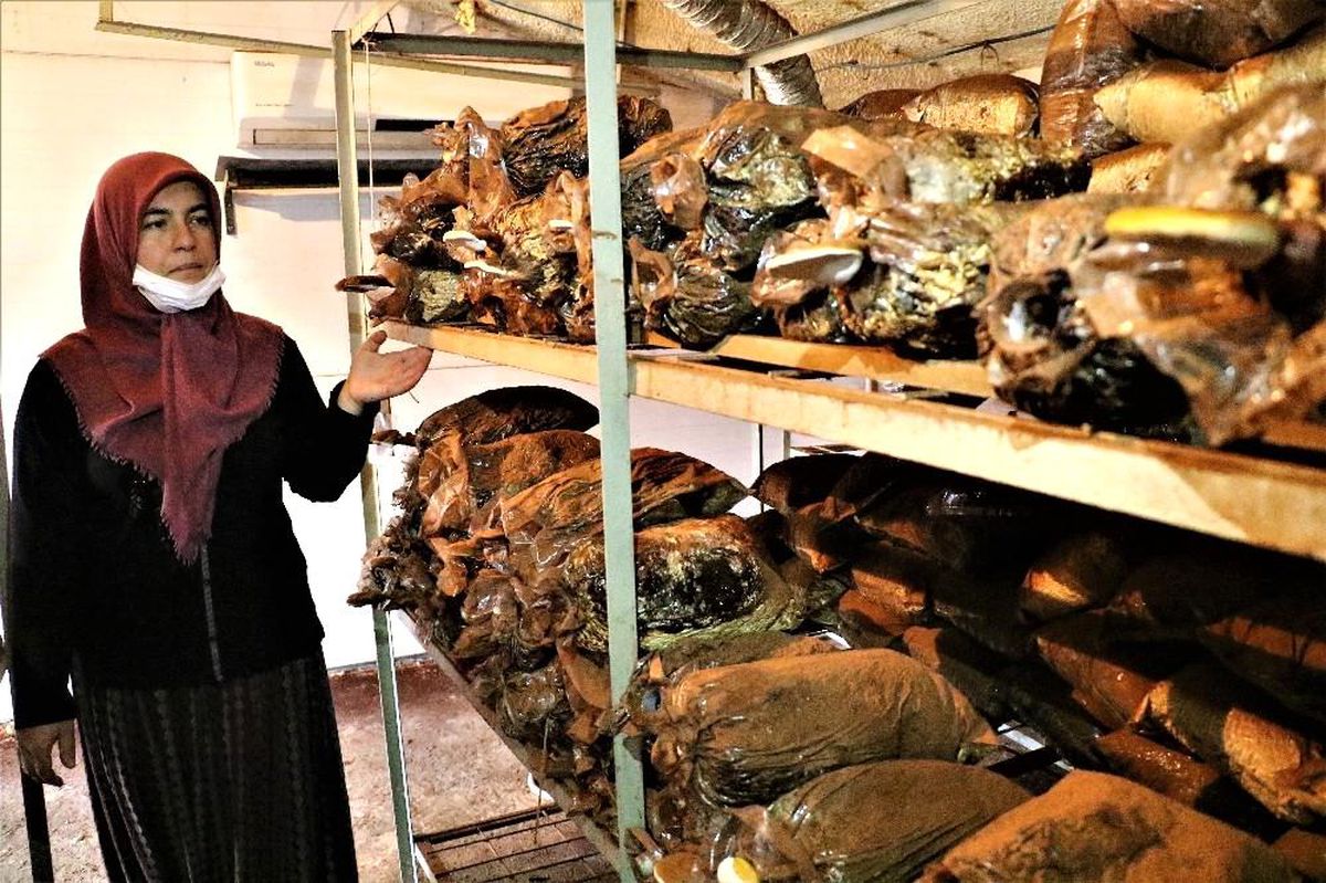 Düzce Üniversitesi, kilosu 3 bin liraya satılan 'ölümsüzlük mantarını' üretmeyi başardı