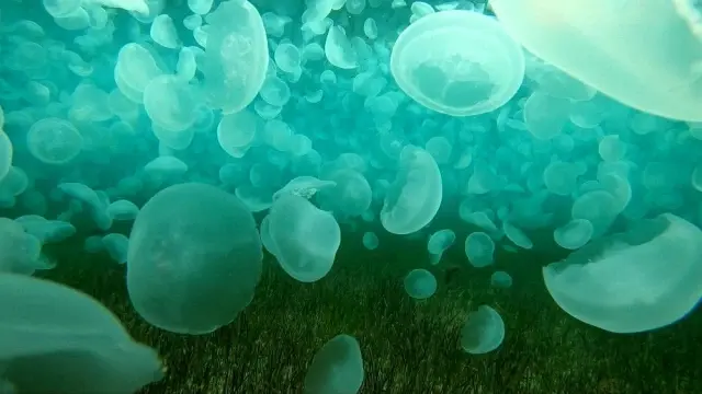Çanakkale Boğazı'nda korkutan görüntü! Denizin dibinde yüzlerce ay denizanası görüntüledi