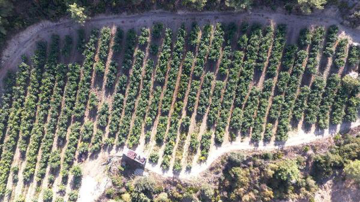Ereğli'den dünyaya nar suyu konsantresi ihracatı