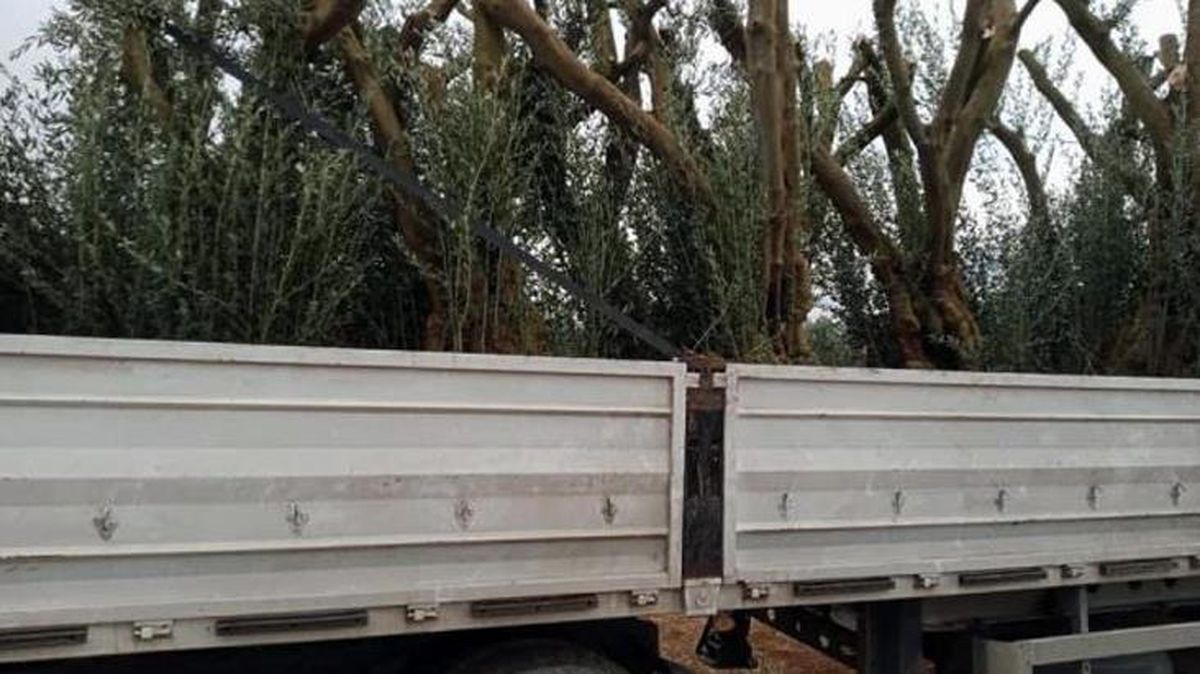 İznik'te asırlık zeytin ağaçları kesilip internetten satılıyor