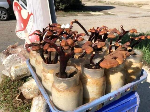 Ölümsüzlük mantarı nedir? Kilosu ne kadara satılıyor? Ölümsüzlük mantarı nerede üretiliyor? Ne demek?