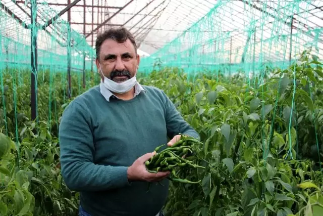 Yeşil biber fiyatındaki artış üreticiye göbek attırdı Yeşil biber fiyatındaki artış üreticiye göbek attırdı