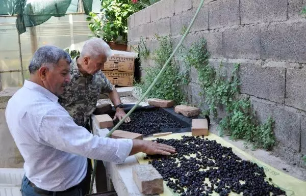 87 yıl sonra kahve üretimine geçiliyor