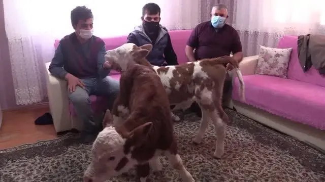 Anneleri rahatsızlanan ikiz buzağılar 'Fındık' ve 'Fıstık' evde misafir ediliyor Anneleri rahatsızlanan ikiz buzağılar 'Fındık' ve 'Fıstık' evde misafir ediliyor