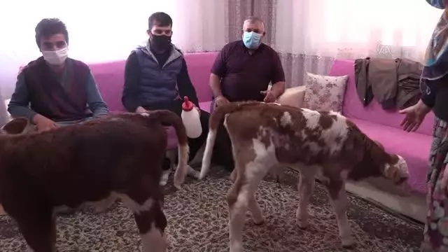 Anneleri rahatsızlanan ikiz buzağılar 'Fındık' ve 'Fıstık' evde misafir ediliyor Anneleri rahatsızlanan ikiz buzağılar 'Fındık' ve 'Fıstık' evde misafir ediliyor