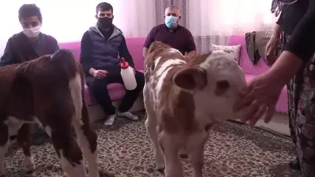 Anneleri rahatsızlanan ikiz buzağılar 'Fındık' ve 'Fıstık' evde misafir ediliyor Anneleri rahatsızlanan ikiz buzağılar 'Fındık' ve 'Fıstık' evde misafir ediliyor