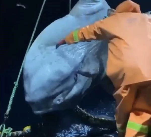 Balıkçıların ağına nesli tükenme tehlikesinde olan dev 'ay balığı' takıldı