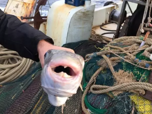 Son dakika haberi... 'Balon balığını küresel ısınma nedeniyle her yerde görmemiz mümkün'