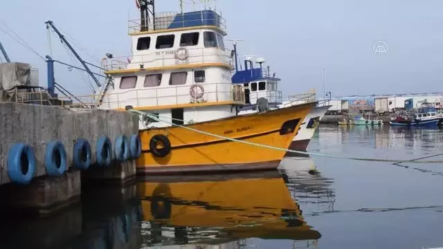 Batı Karadeniz'de balıkçılar hamsi avının durdurulmasıyla istavrite yönelecek Batı Karadeniz'de balıkçılar hamsi avının durdurulmasıyla istavrite yönelecek