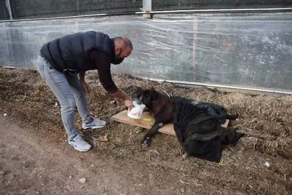 Felç olan köpeğine çocuğu gibi bakıyor