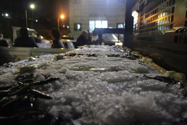 Hamsiye av yasağı gelince balıkçılar hale akın etti