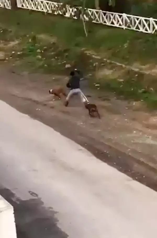 Sokak ortasında iki köpeğe sopalı eziyet Sokak ortasında iki köpeğe sopalı eziyet