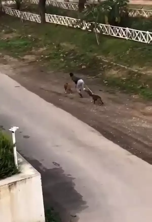 Sokak ortasında iki köpeğe sopalı eziyet Sokak ortasında iki köpeğe sopalı eziyet