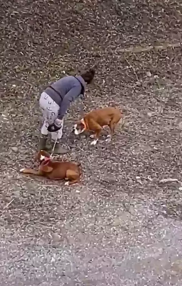 Sokak ortasında iki köpeğe sopalı eziyet Sokak ortasında iki köpeğe sopalı eziyet