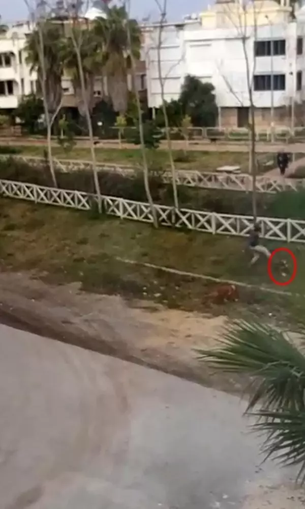 Sokak ortasında iki köpeğe sopalı eziyet Sokak ortasında iki köpeğe sopalı eziyet