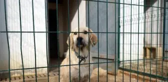 Sokakta bitkin halde bulunan Boncuk, 8 ayda sağlığına kavuştu