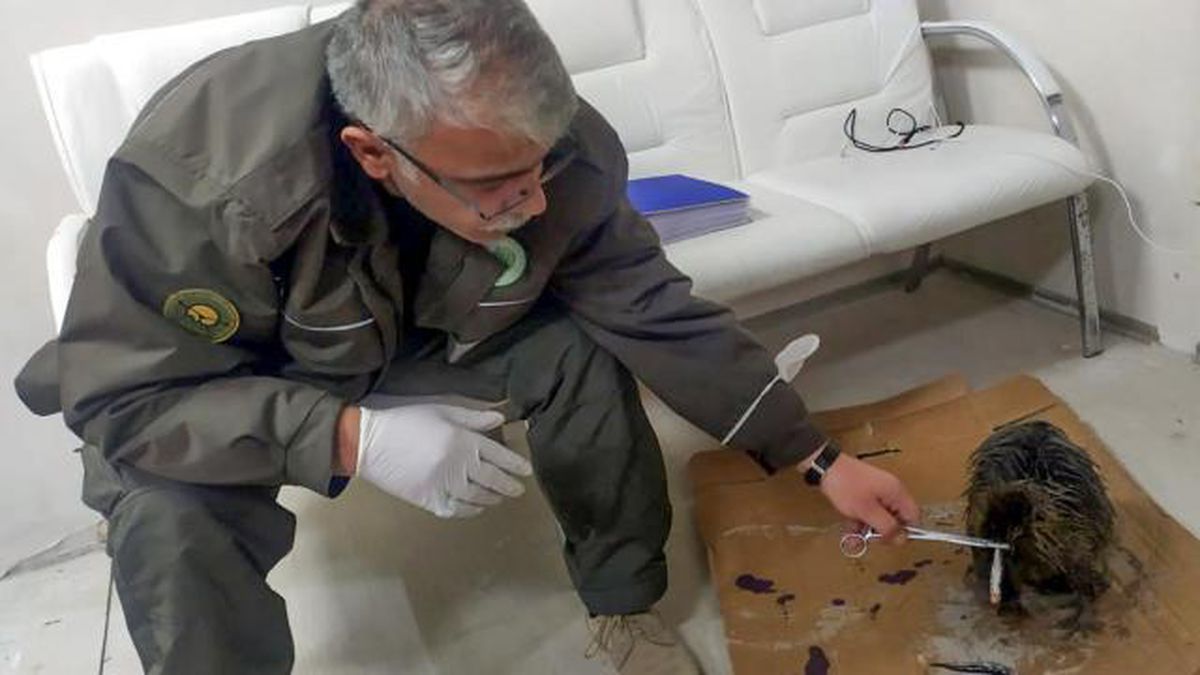 Türkiye'de sadece Iğdır ve Edirne'de yaşıyor! Halkın 'Esrarengiz fare' dediği canlı ortaya çıktı
