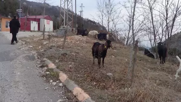8 gündür keçilerini arayan çiftçi: Çalındıysa, çalanlar söylesin de boşa aramayalım 8 gündür keçilerini arayan çiftçi: Çalındıysa, çalanlar söylesin de boşa aramayalım