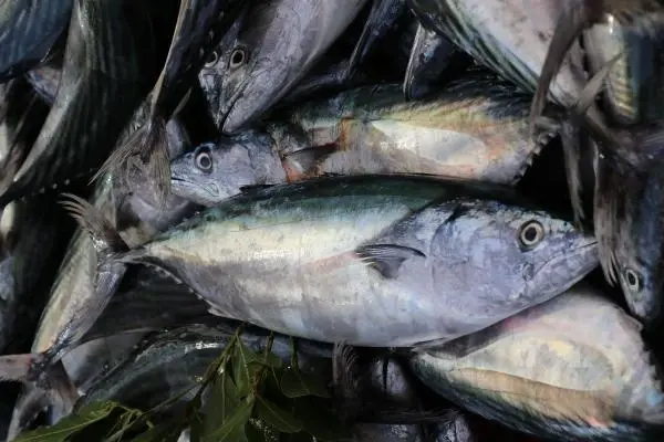 ABD'Lİ DOKTORDAN ALERJİYE KARŞI DOĞAL REÇETE; OMEGA-3, YABAN MERSİNİ VE BROKOLİ ABD'Lİ DOKTORDAN ALERJİYE KARŞI DOĞAL REÇETE; OMEGA-3, YABAN MERSİNİ VE BROKOLİ