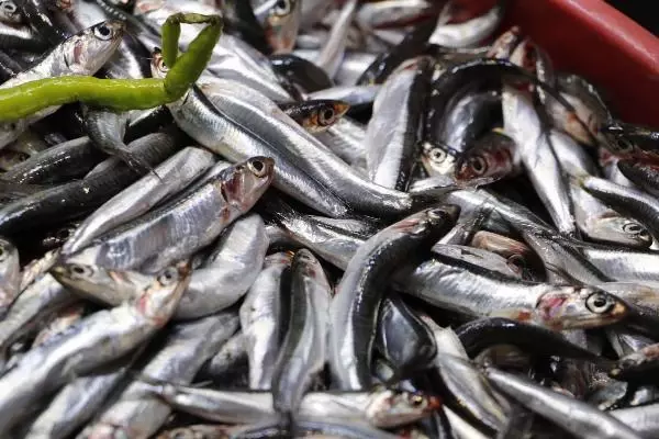 ABD'Lİ DOKTORDAN ALERJİYE KARŞI DOĞAL REÇETE; OMEGA-3, YABAN MERSİNİ VE BROKOLİ ABD'Lİ DOKTORDAN ALERJİYE KARŞI DOĞAL REÇETE; OMEGA-3, YABAN MERSİNİ VE BROKOLİ