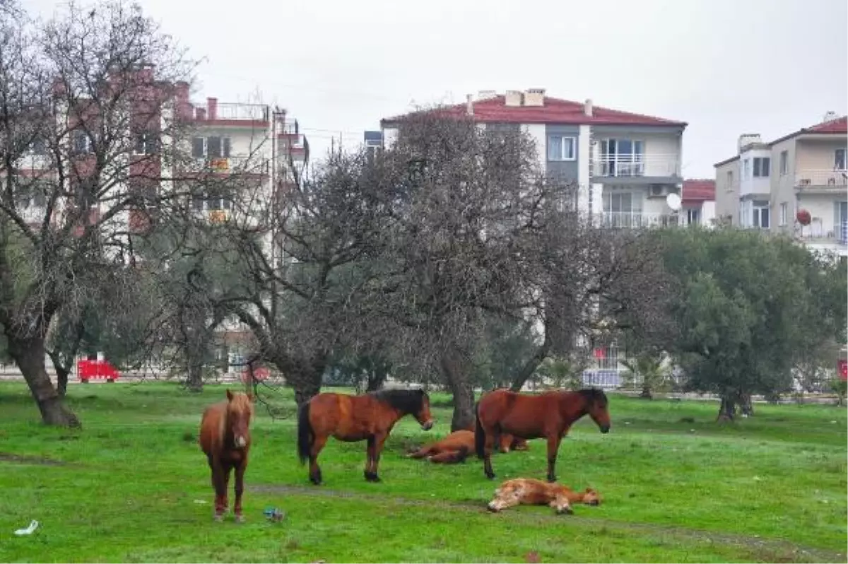 Aç kalan yılkı atları, şehir merkezine indi