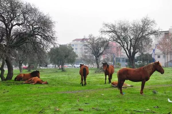 Aç kalan yılkı atları, şehir merkezine indi