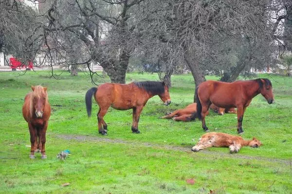 Aç kalan yılkı atları, şehir merkezine indi