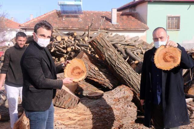 İçinden 'ay-yıldız' figürü çıkan kayısı ağacı incelemeye alındı İçinden 'ay-yıldız' figürü çıkan kayısı ağacı incelemeye alındı