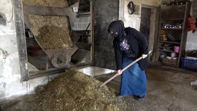 Kadın girişimci devletten hibe aldığı 6 düve ile hayvancılığa başladı, şimdi paraya para demiyor