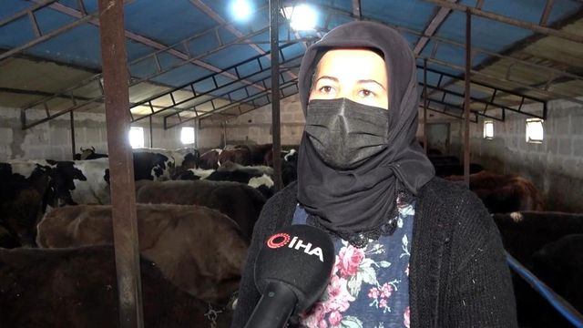 Kadın girişimci devletten hibe aldığı 6 düve ile hayvancılığa başladı, şimdi paraya para demiyor