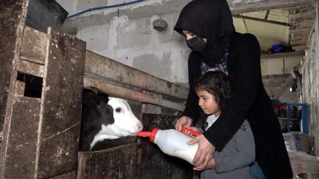 Kadın girişimci devletten hibe aldığı 6 düve ile hayvancılığa başladı, şimdi paraya para demiyor