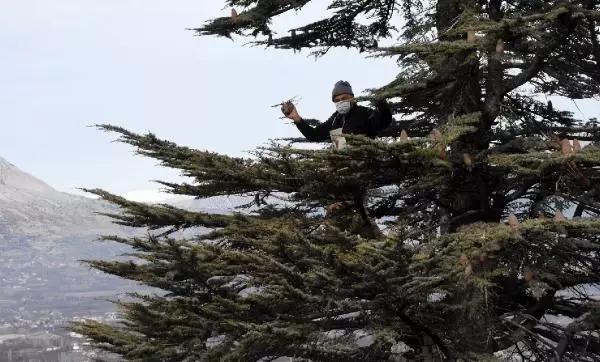 Kaşlı kadınların kozalaklardan çıkardığı tohumlar sedir ağacına dönüşüyor Kaşlı kadınların kozalaklardan çıkardığı tohumlar sedir ağacına dönüşüyor