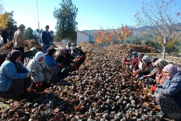 Kaşlı kadınların kozalaklardan çıkardığı tohumlar sedir ağacına dönüşüyor Kaşlı kadınların kozalaklardan çıkardığı tohumlar sedir ağacına dönüşüyor