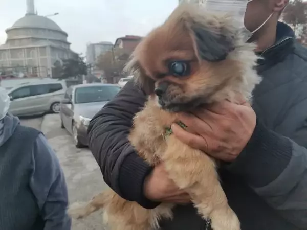 Medyuma hayvan besleme yasağı Medyuma hayvan besleme yasağı
