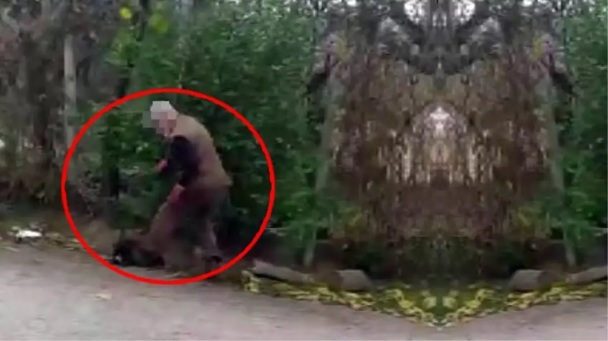 Yavru köpekleri annelerinden ayıran belediye görevlilerini uyaran genç kız saldırıya uğradı