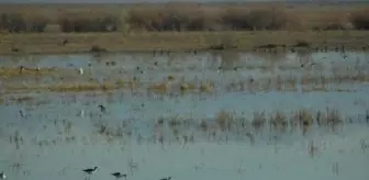 Akgöl'ün kuşları, hava sıcak olunca sazlığı terk etmedi