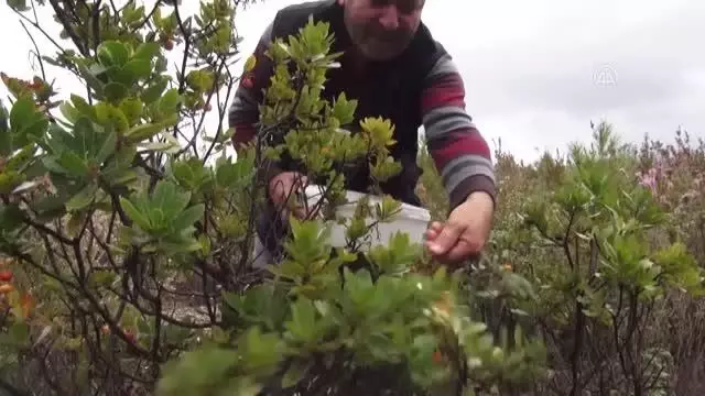 Fethiye'de siparişle kırlardan toplanan dağ çileği ilgi görüyor Fethiye'de siparişle kırlardan toplanan dağ çileği ilgi görüyor
