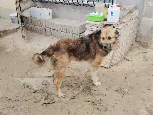 Kısırlaştırılmaya götürülen köpeğin dili koptu Kısırlaştırılmaya götürülen köpeğin dili koptu