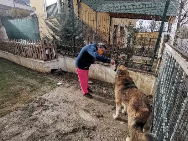Kısırlaştırılmaya götürülen köpeğin dili koptu Kısırlaştırılmaya götürülen köpeğin dili koptu