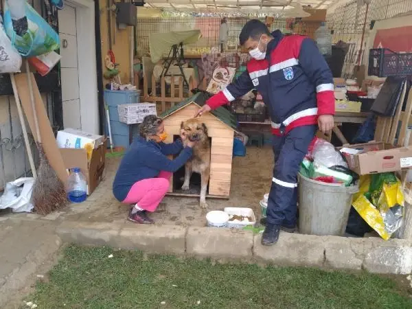 Kısırlaştırılmaya götürülen köpeğin dili koptu Kısırlaştırılmaya götürülen köpeğin dili koptu