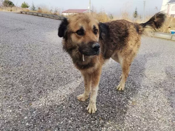 Kısırlaştırılmaya götürülen köpeğin dili koptu Kısırlaştırılmaya götürülen köpeğin dili koptu