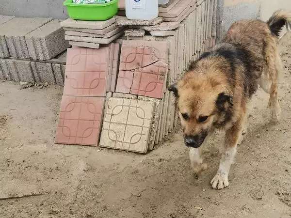 Kısırlaştırılmaya götürülen köpeğin dili koptu Kısırlaştırılmaya götürülen köpeğin dili koptu