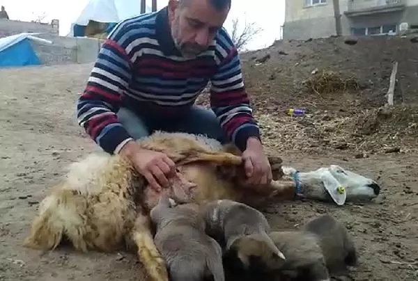Koyun, kangal yavrularına annelik yapıyor Koyun, kangal yavrularına annelik yapıyor