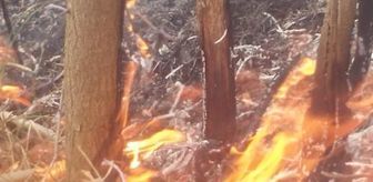 Trabzon'da örtü yangını